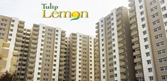 TULIP LEMON photo 2